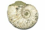 Large, Bumpy Ammonite (Douvilleiceras) Fossil - Madagascar #372687-1